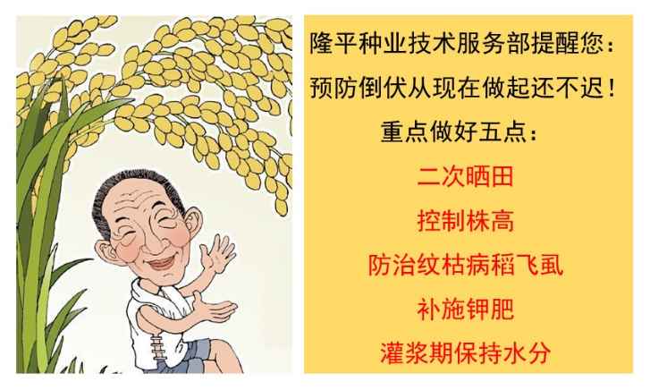 老王家的直播稻為什么不倒？